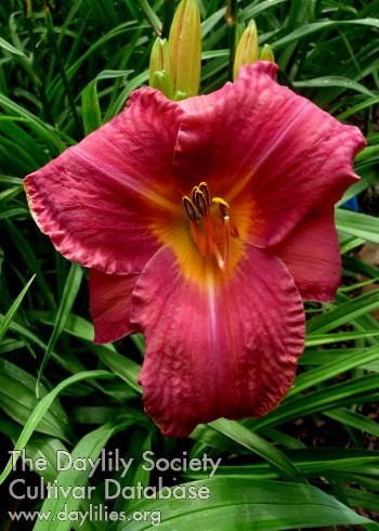 Watermelon Dreaming AHS image