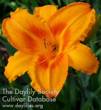 Zola's Orange Dancer