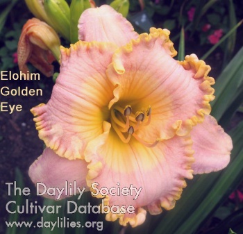 Elohim Golden Eye AHS image