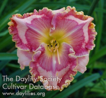 Tropical Smoothie AHS image