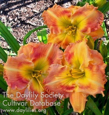Westbourne Sassafras Taffy Pull AHS image