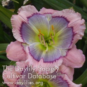 Westbourne Hummingbird's Delight AHS image