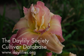 Polynesian Orchid AHS image