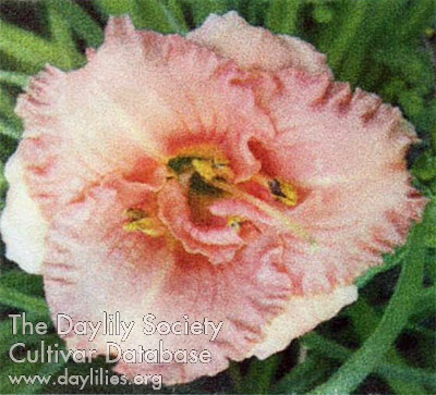 Sweet Seneca Double Pink Treasure AHS image