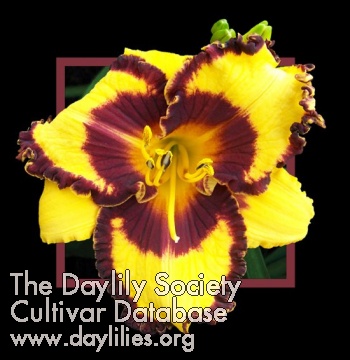 Sweet Dixie AHS image