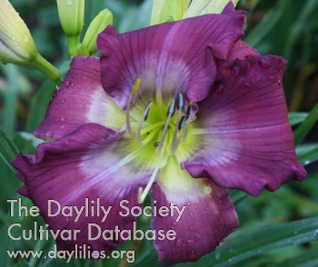 Nature's Purple Rhapsody AHS image