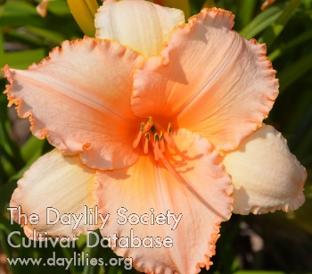 Tangerine Rose Gala AHS image