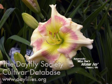Miss Sue's Allstar Jay AHS image