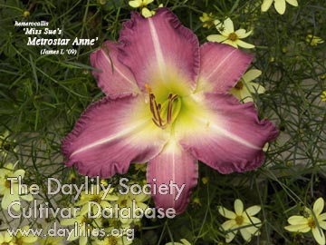 Miss Sue's Metrostar Anne AHS image