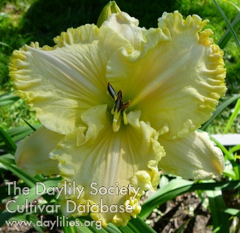 Larry Longson AHS image