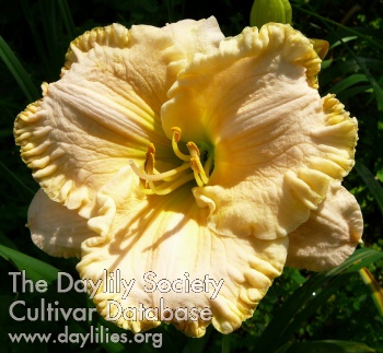 Ravello AHS image