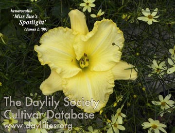 Miss Sue's Spotlight AHS image