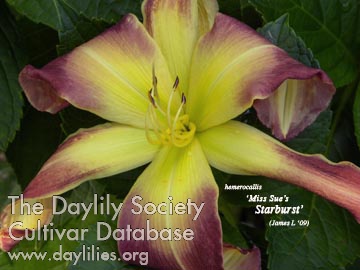 Miss Sue's Starburst AHS image