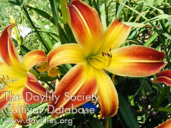 Diane Elsasser AHS image
