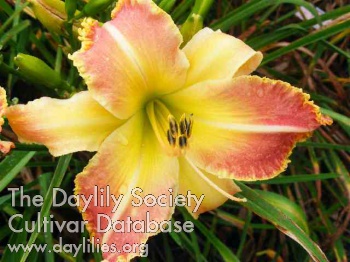 Bull Moose Jackson AHS image