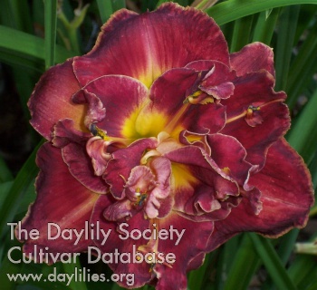 Dusty Rose Delight AHS image