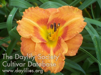 Marmalade Welcome AHS image