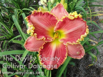 Carolina Red and Gold AHS image