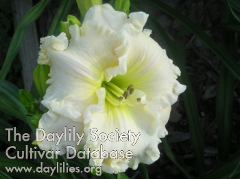 Spacecoast Ivory Icon AHS image