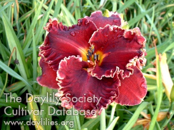 Shadow Dragon AHS image