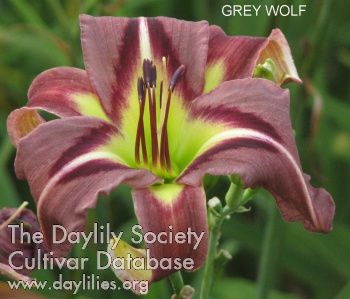 Grey Wolf AHS image