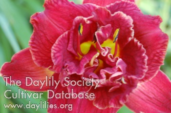 Ruffles in Red AHS image