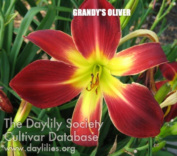 Grandy's Oliver AHS image