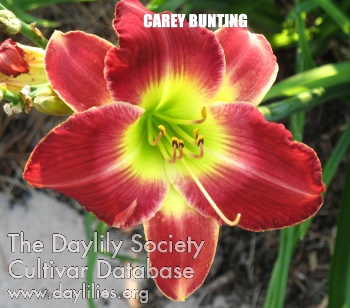 Carey Bunting