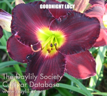Goodnight Lucy AHS image