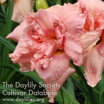 Belgian Beauty AHS image