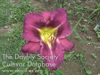 Big Purple Wonder