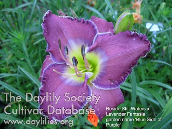 Blue Side of Purple AHS image
