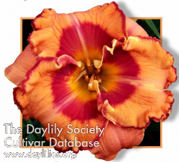Exotic Design AHS image