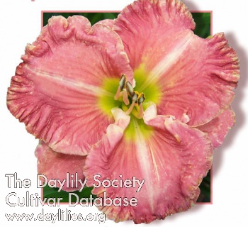 Quinnie AHS image
