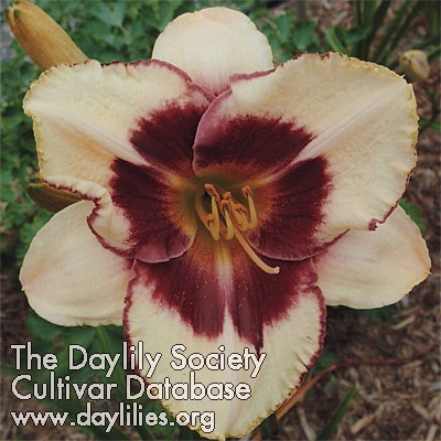 Dolce Soledad AHS image