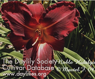 Noble Hidalgo AHS image