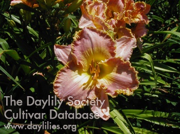 Spodester AHS image