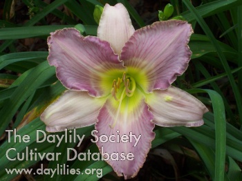 Lucky Lavender Mist AHS image