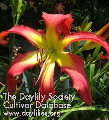 Daybloomer Dreams AHS image