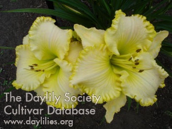Sublime Lime AHS image