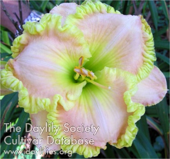 Dayglow AHS image