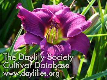 Fabulous Fuchsia AHS image