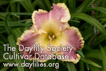 Divine Idylle AHS image