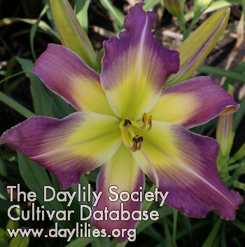 Faux Orchid AHS image