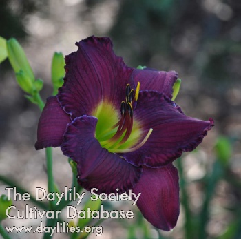 Abbey Purple AHS image