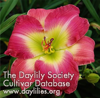 Strawberry Jubilee AHS image