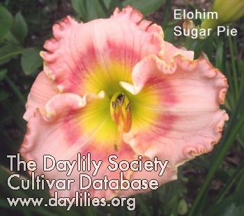 Elohim Sugar Pie AHS image