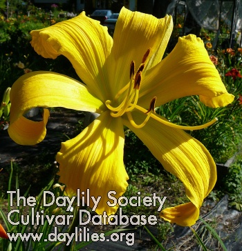 Dawn Dazzler