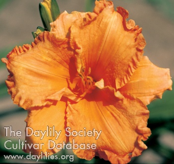 Butterscotch and Ginger AHS image