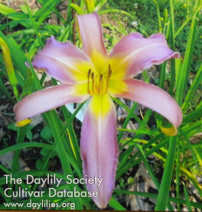 Touch of Orchid AHS image